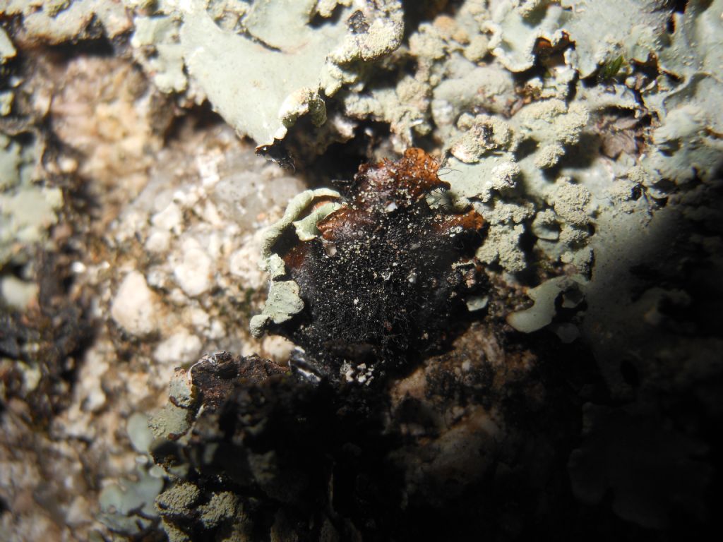 Parmotrema sp.  su granito